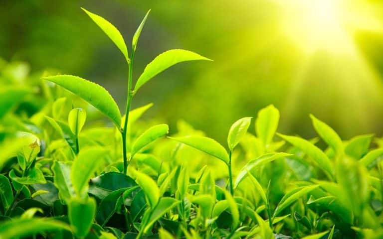 توسعه همکاری‌های بین بخشی با هدف حفظ نباتات