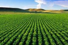 سرپرست وزارت جهاد کشاورزی اعلام کرد: سیاست افزایش تولیدات کشاورزی در پنج سال