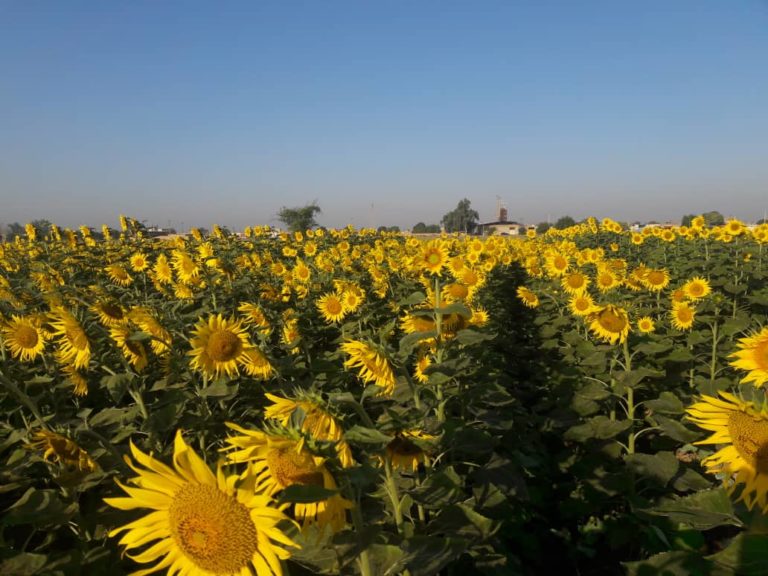 مزرعه آفتابگردان رقم دوکات در اراضی کشت و صنعت شهید رجایی – شهرستان دزفول