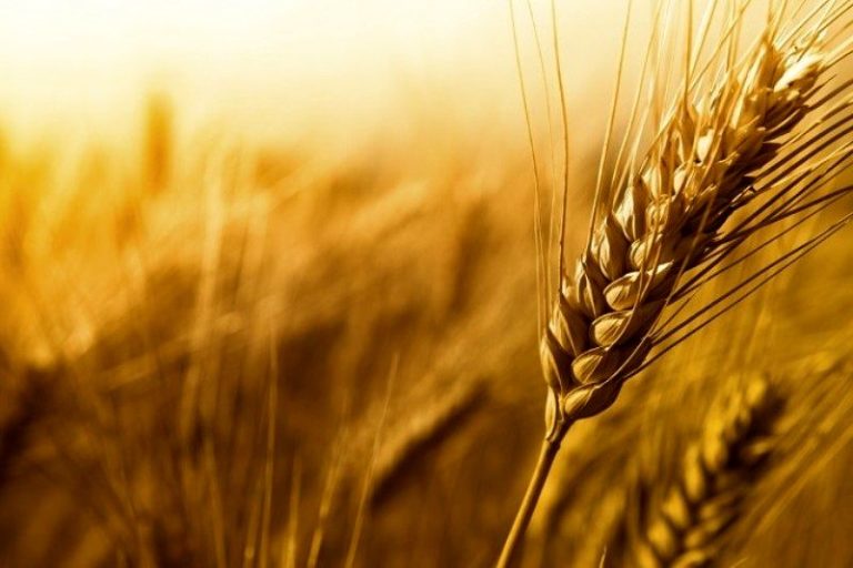 وزارت جهاد کشاورزی: ۸۲۵ هزار تن گندم مازاد کشاورزان خریداری شد.