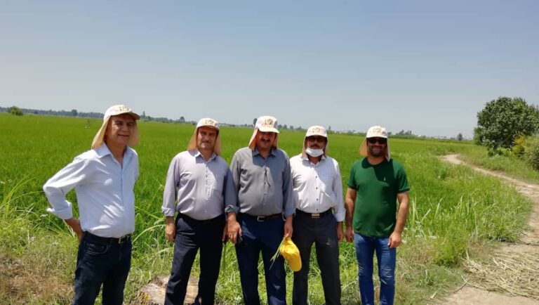آزمایش فرآورده های جدید بیولوژیک و ارگانیک وارداتی شرکت نگین سبز برنا بر روی برنج  جهت ارتقاء عملکرد و کیفیت محصول
