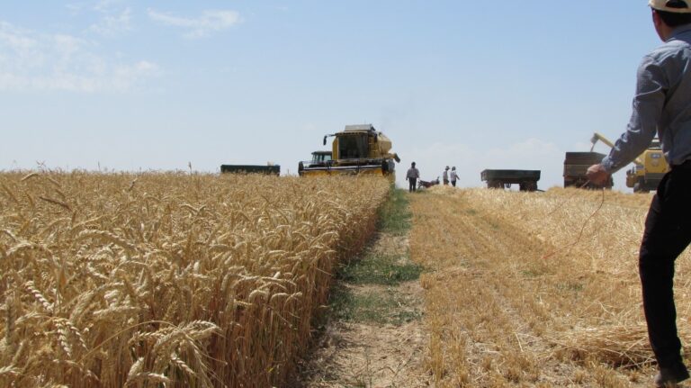 نتایج آزمایش فرآورده های اکوپتنت بر روی محصول گندم در استان همدان