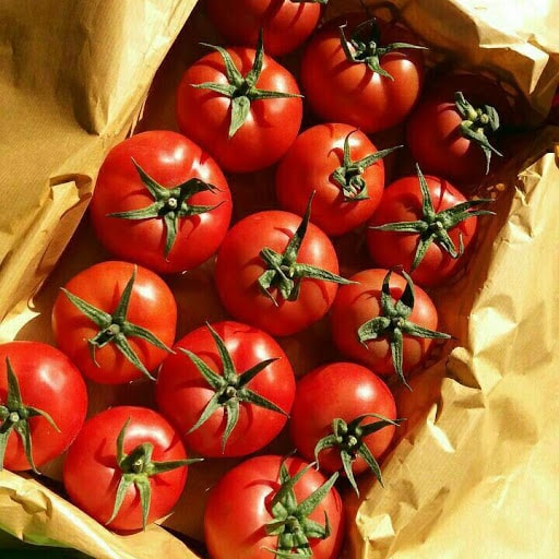 نتایج استفاده از فرآورده های شرکت اکوپتنت بر روی محصول گوجه فرنگی گلخانه ای