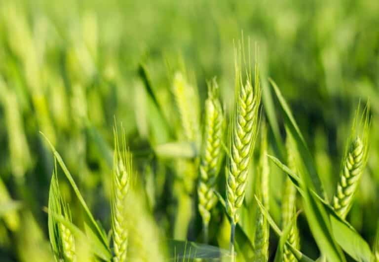 خرید ۴۷ درصد گندم توسط اتحادیه های تعاون روستایی/ ۲.۳ میلیون تن گندم خریداری شد